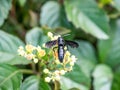 Scolia oculata on cayratia japonica flowers 2 Royalty Free Stock Photo